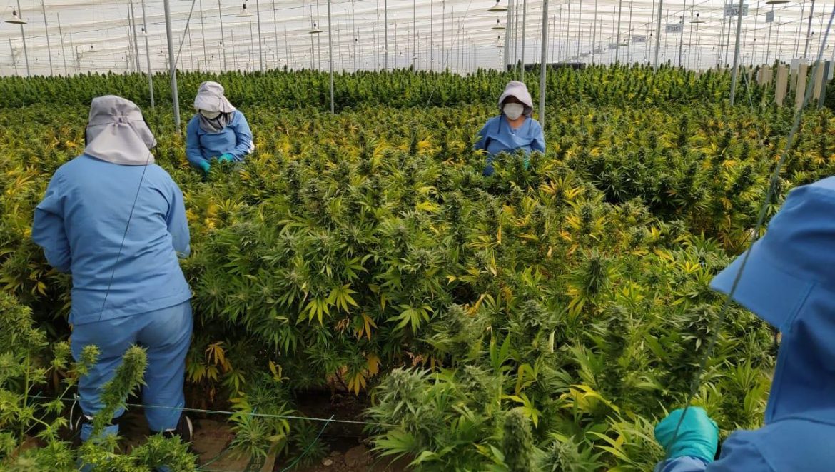 Gobierno Nacional reglamentó uso industrial del cannabis